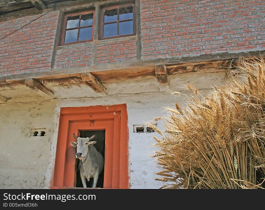 Harvested wheat bales and holy cow in  remote himalayan rural habitat kullu india. Harvested wheat bales and holy cow in  remote himalayan rural habitat kullu india