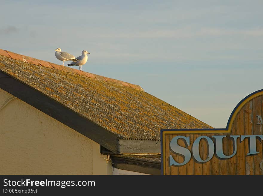 Lizard point