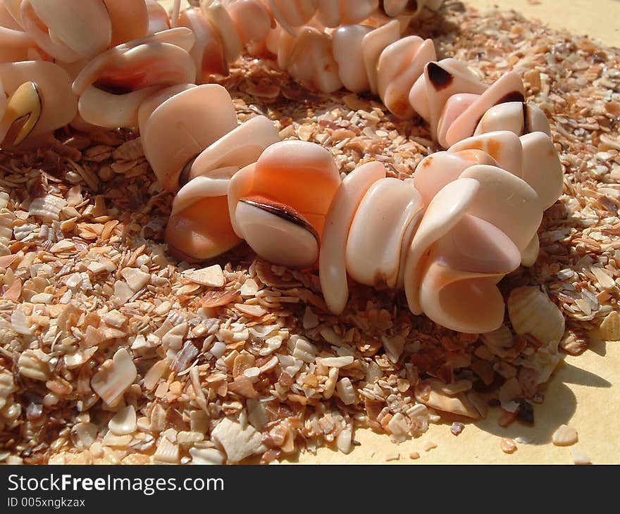 Sea Seashells In A Row On The Sand1