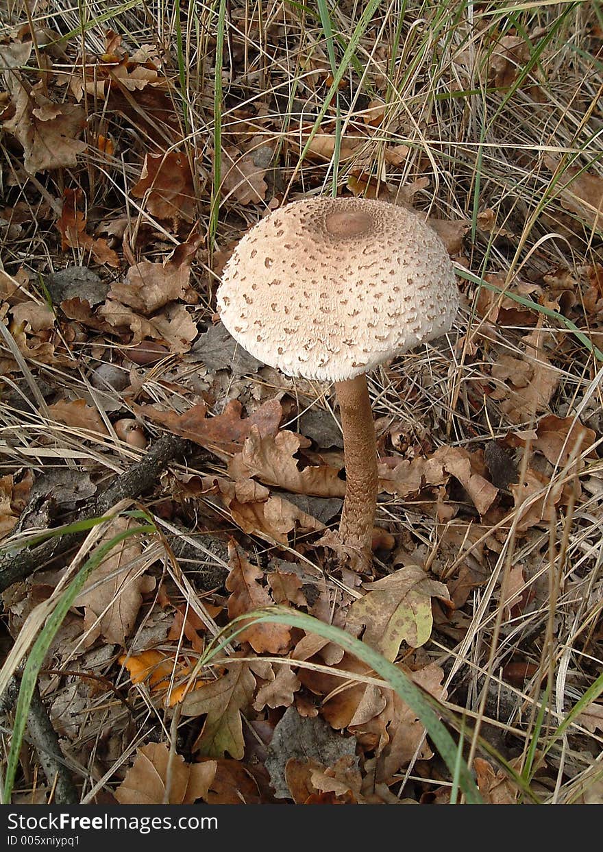 Uneatable mushroom