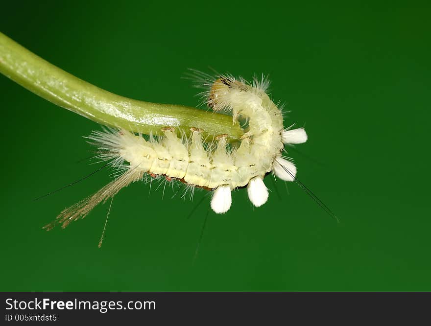 Photo of a Caterpillar