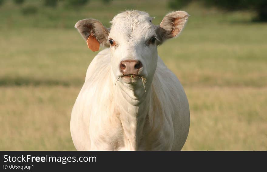 White Calf