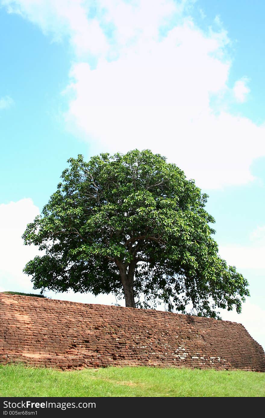 Lonely  Tree