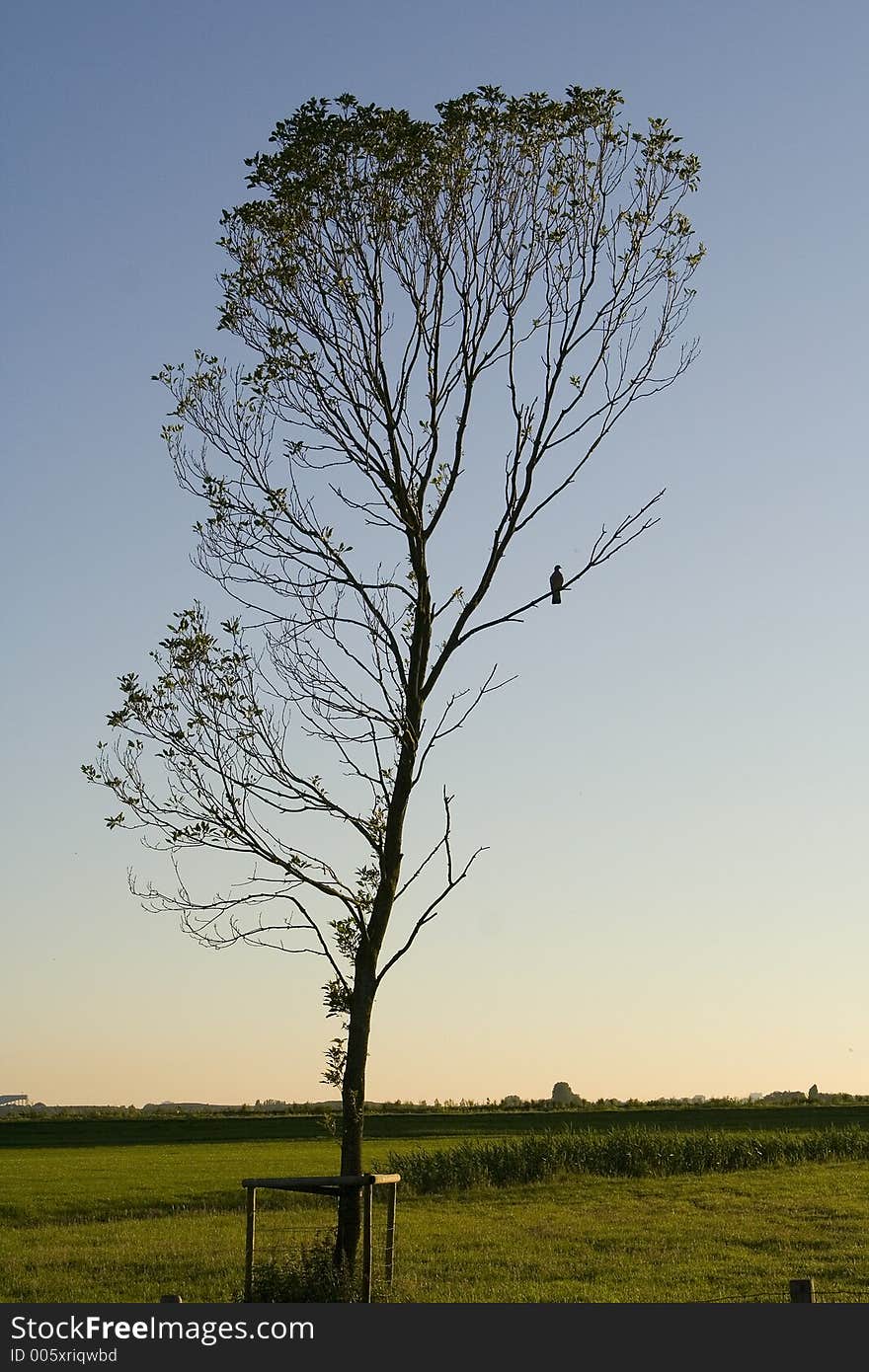 Tree by sunset