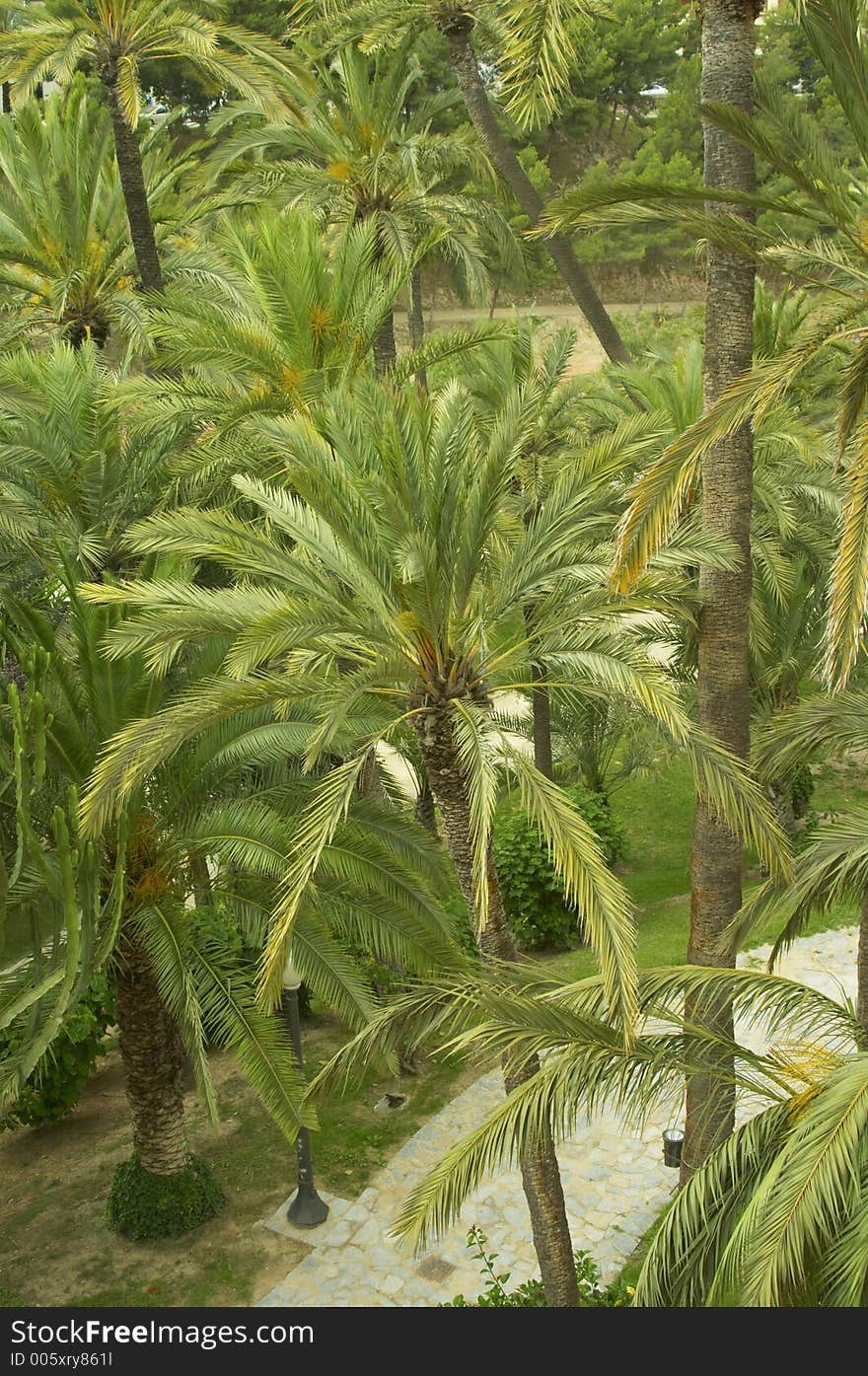 Palms in Elche