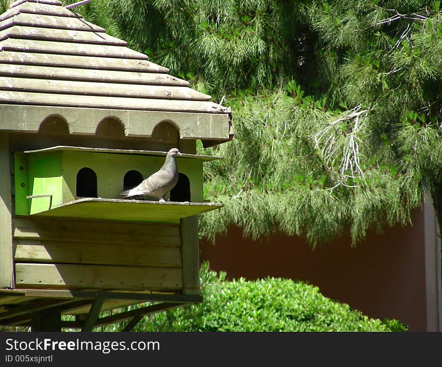 Pigeon in his house. Pigeon in his house