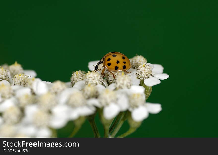 Ladybug