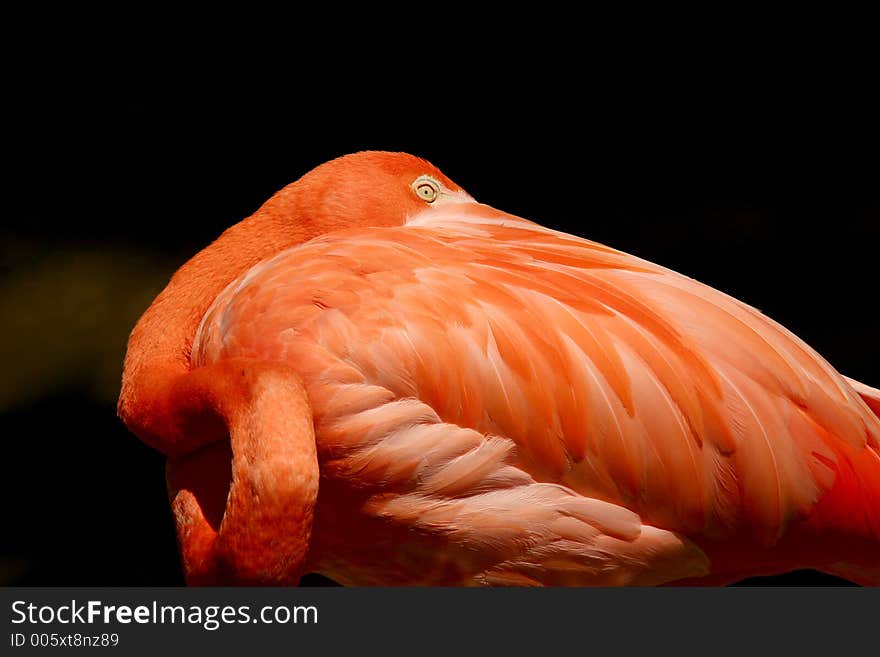 A pink flamingo