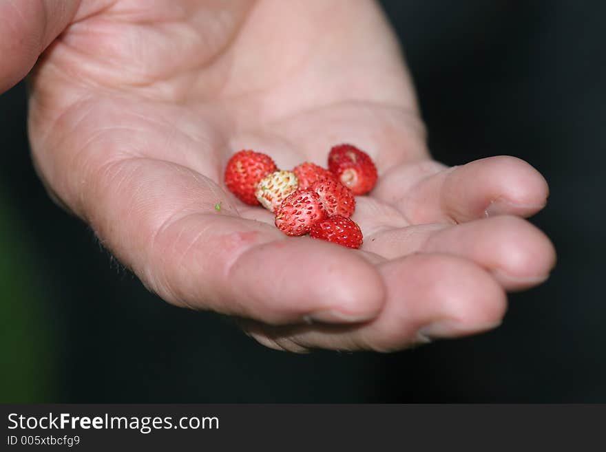 Wild strawberry on the hand. Wild strawberry on the hand