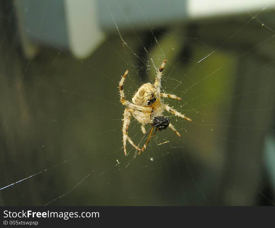 Spider eating prey on a web, macro