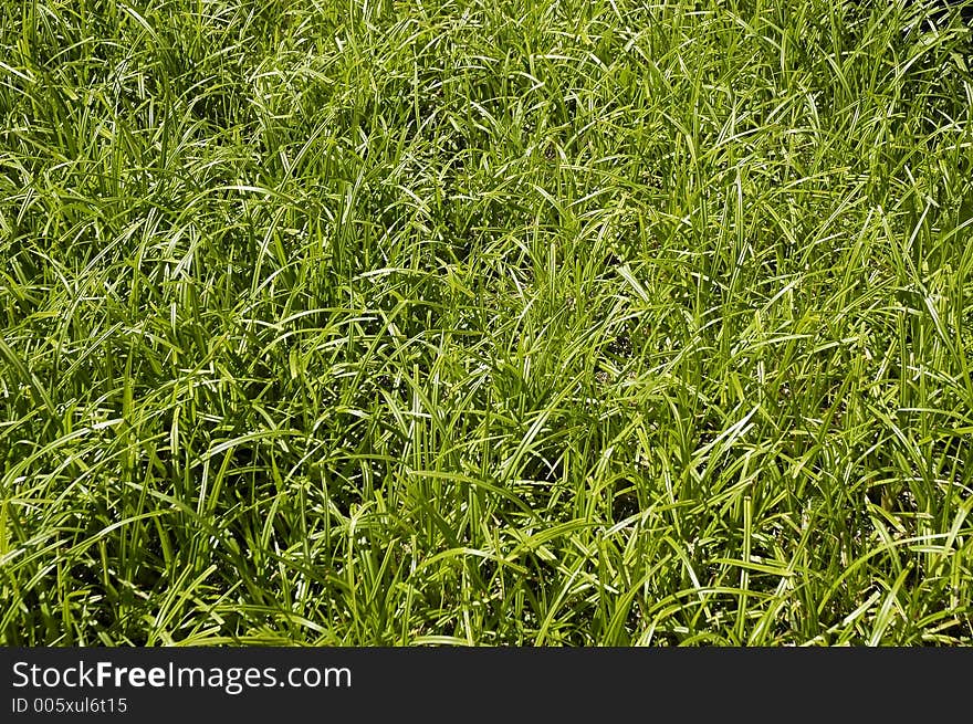 Green sedge in sunlight