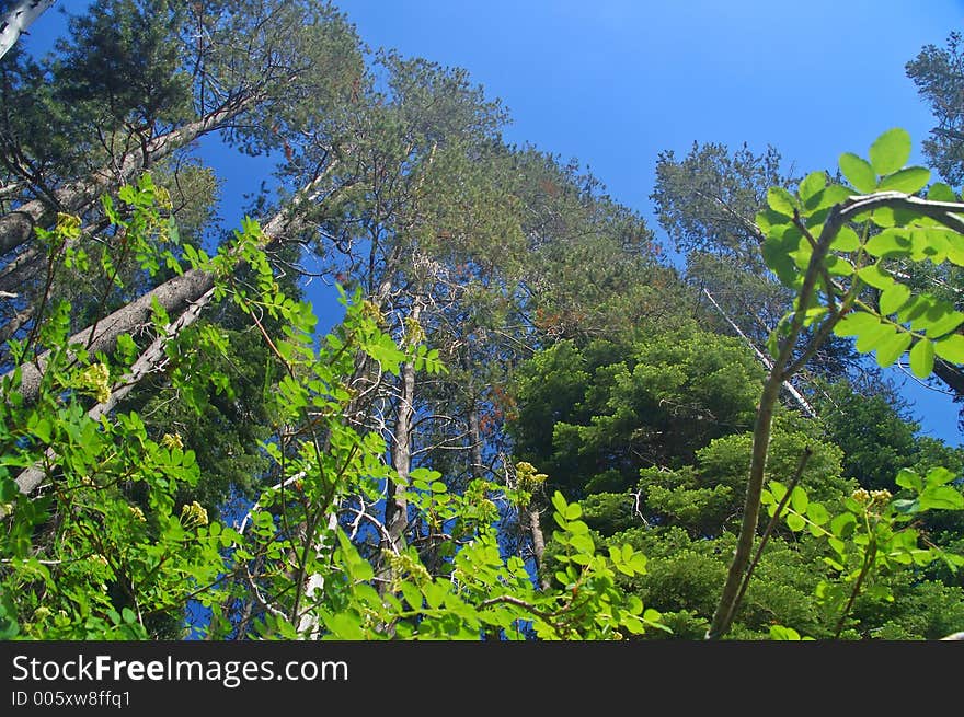 Mountain forest in spring