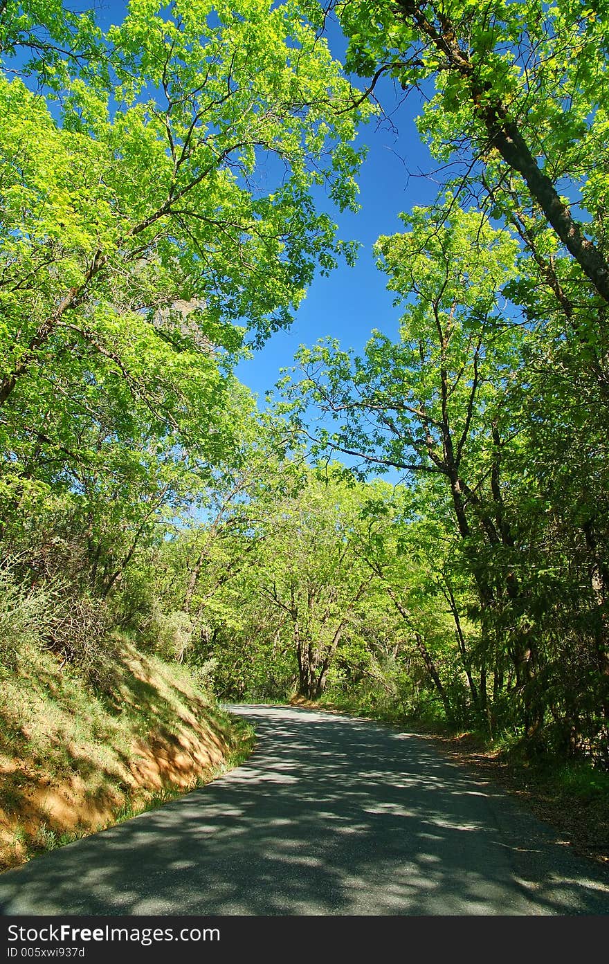 Road in the spring