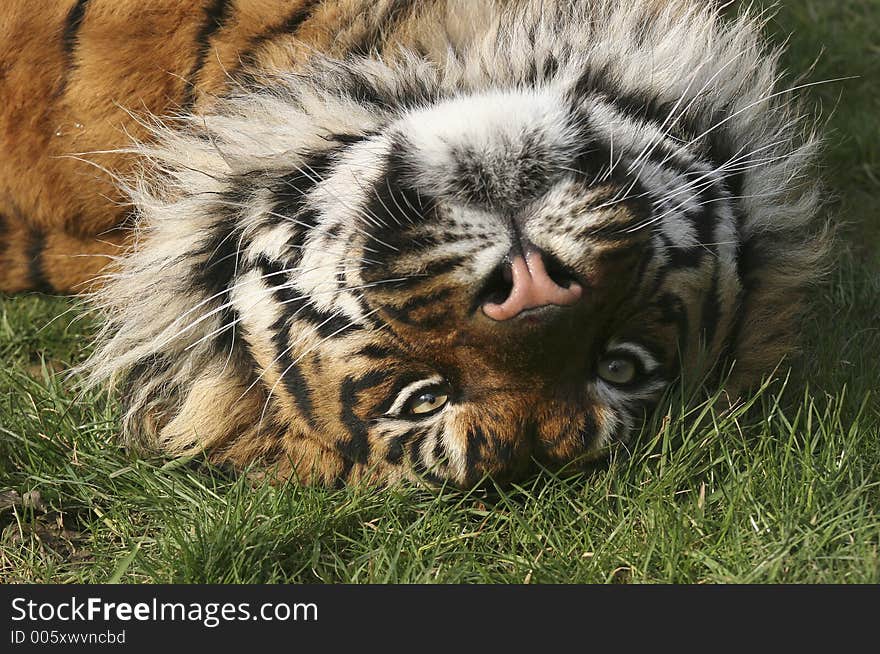 Sumatran Tiger. Sumatran Tiger