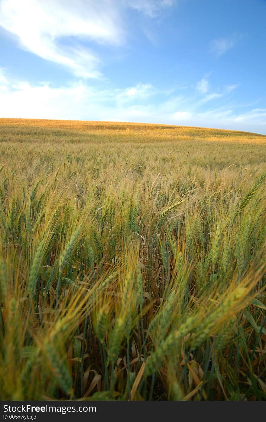 Agricultural landscape