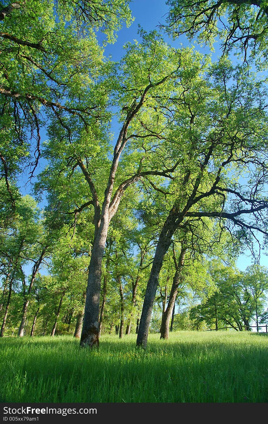 Verdant spring landscape