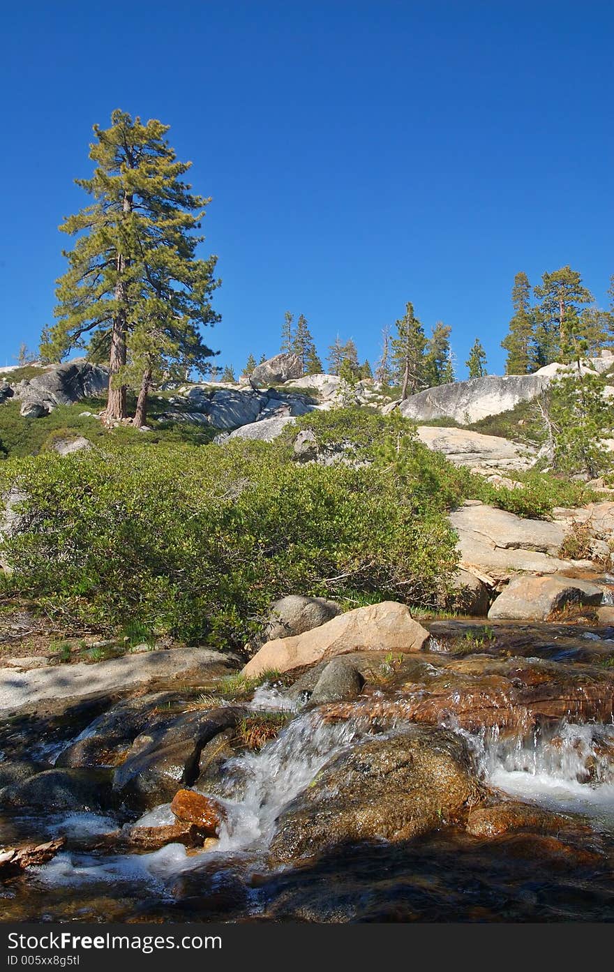 Mountain forest in spring