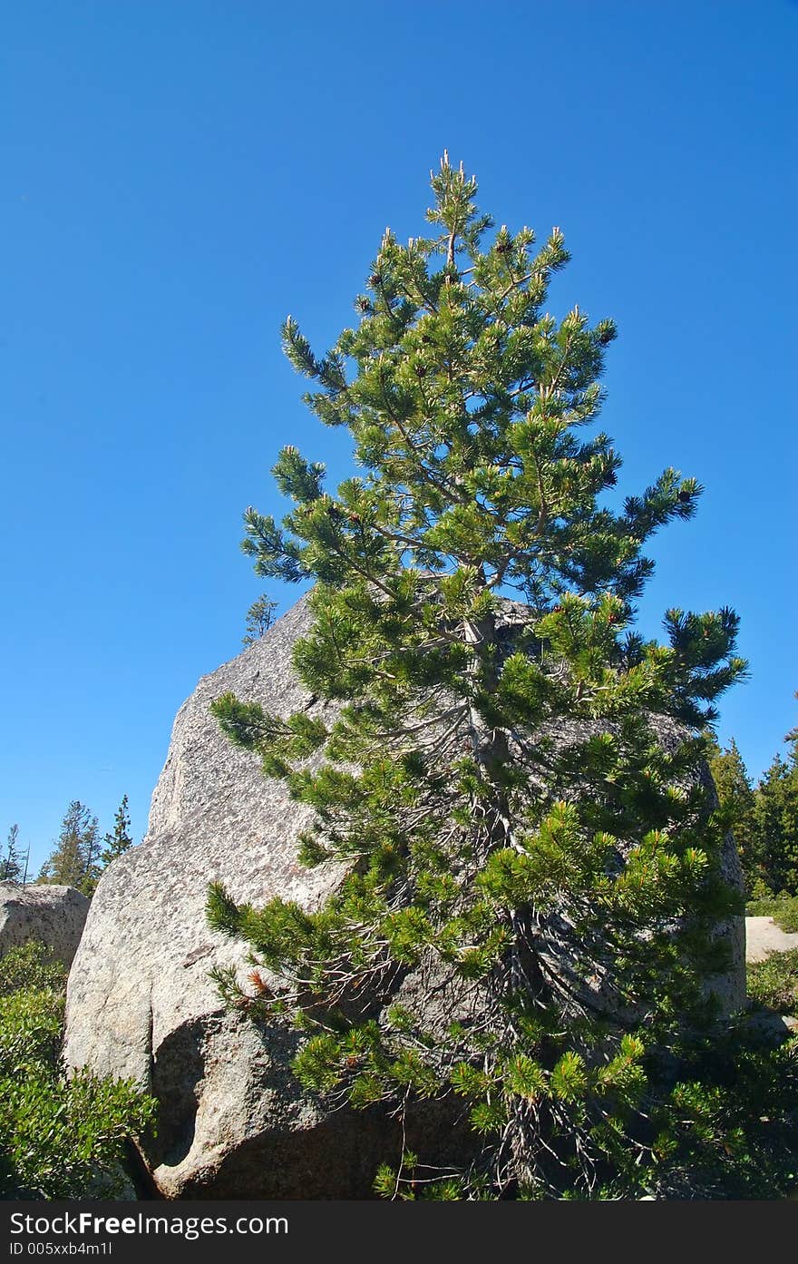 Mountain forest in spring