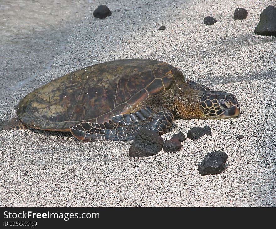 Turtle Coming Out Of The Water