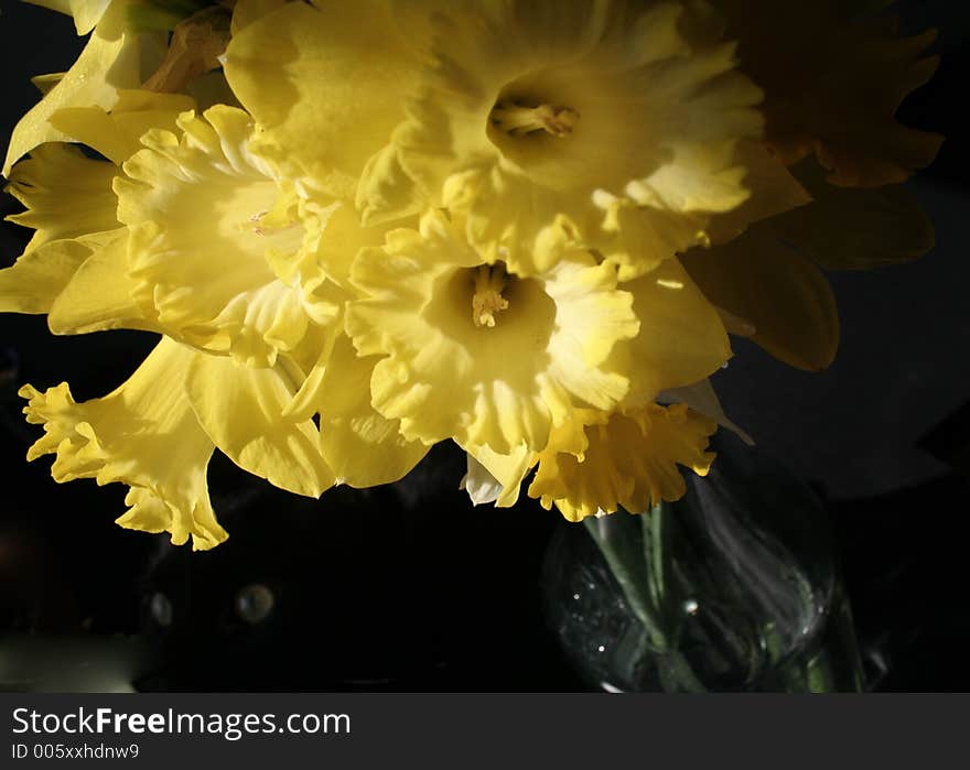 Bouquet of daffodils with eyes of creature hiding within. Bouquet of daffodils with eyes of creature hiding within