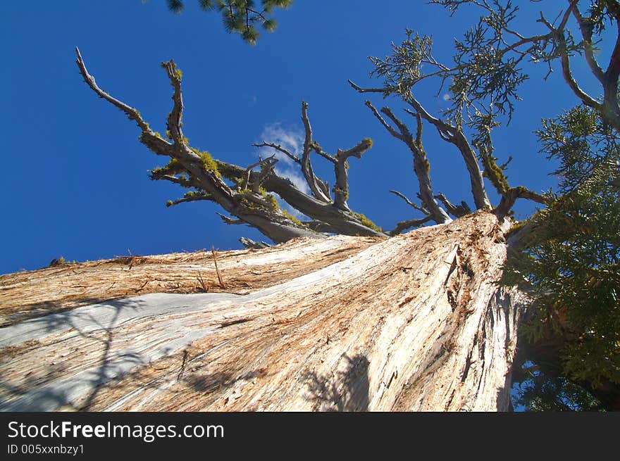 Gnarly tree in the Sierra Nevada mountains of California. Gnarly tree in the Sierra Nevada mountains of California