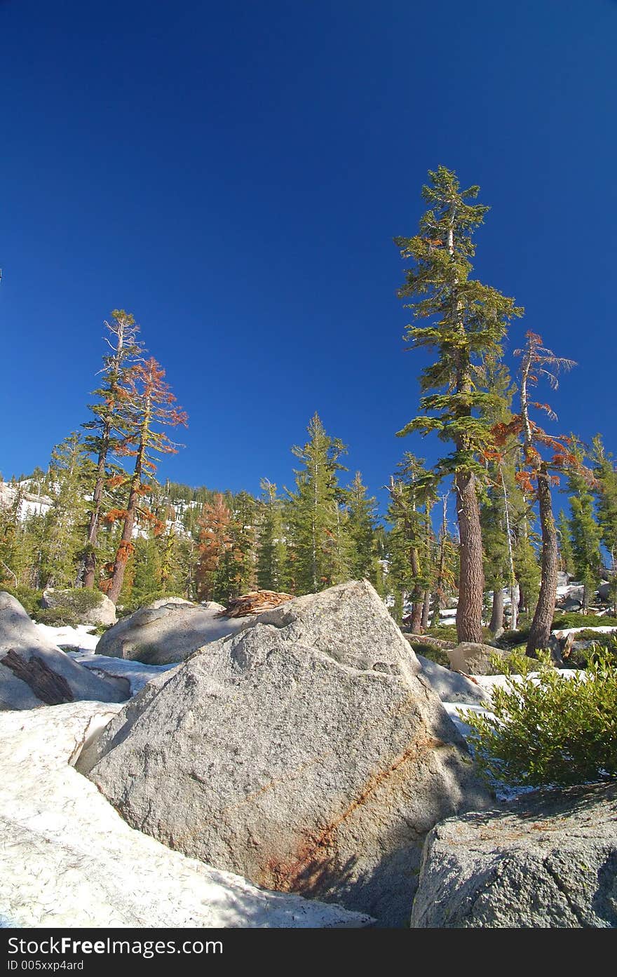 Mountain forest in spring