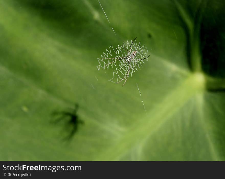 Spider caught in a spider web