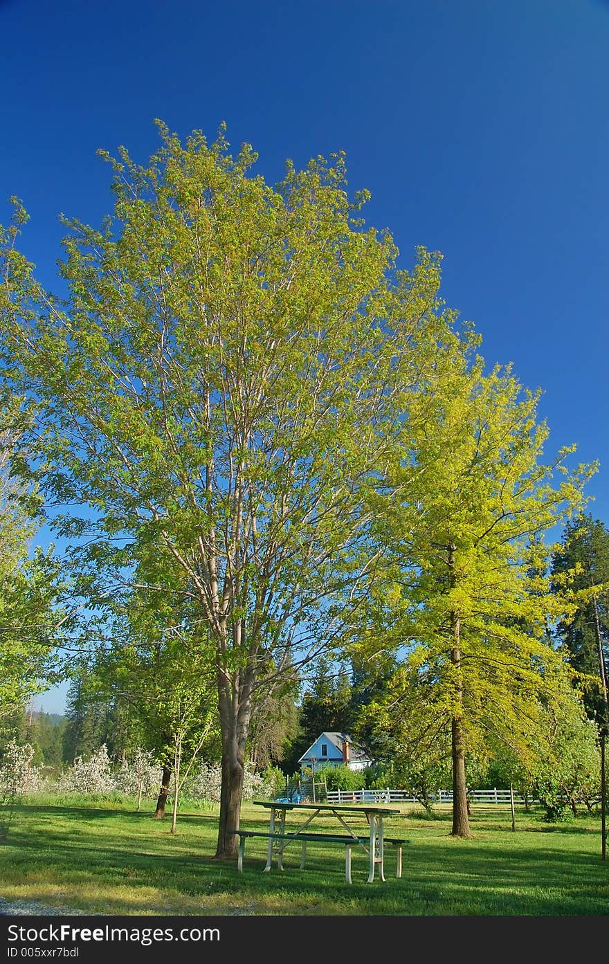 Verdant Spring Landscape