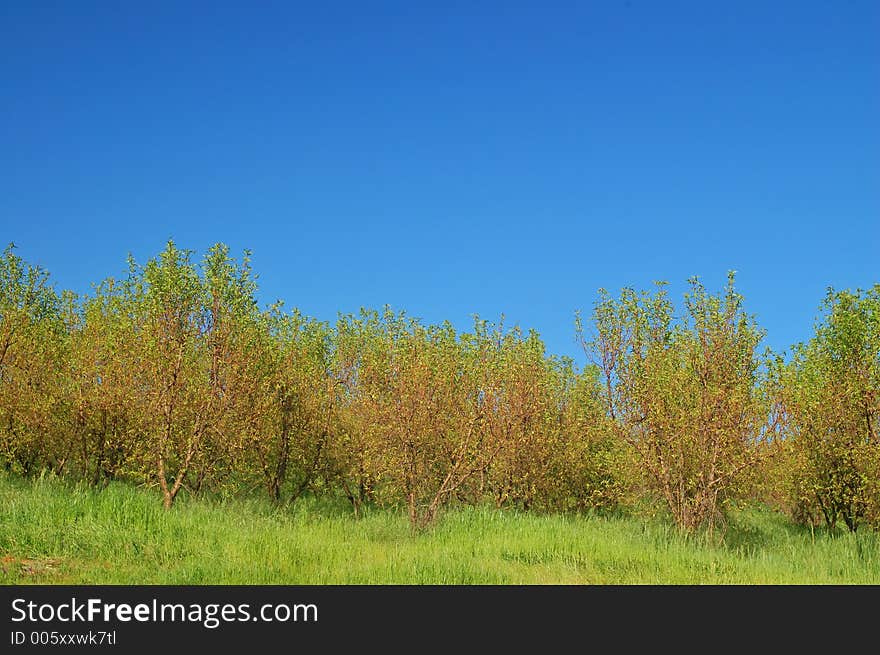 Verdant spring landscape