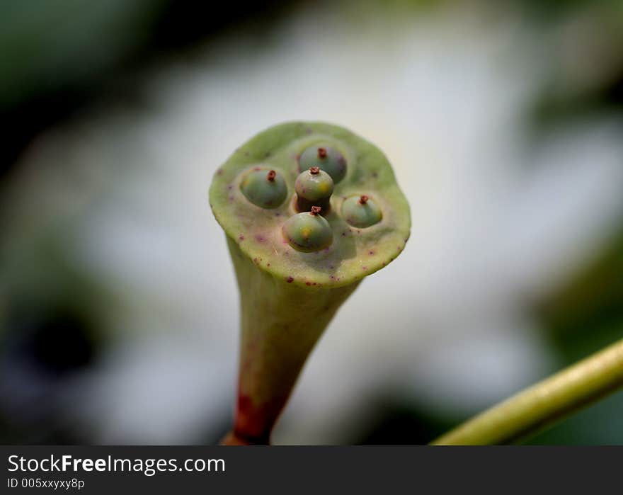 Water lotus pod