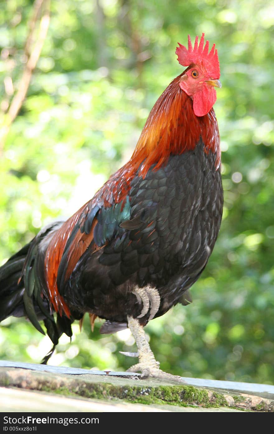 Rooster at Magnolia garden in Charleston South Carolina. Rooster at Magnolia garden in Charleston South Carolina.