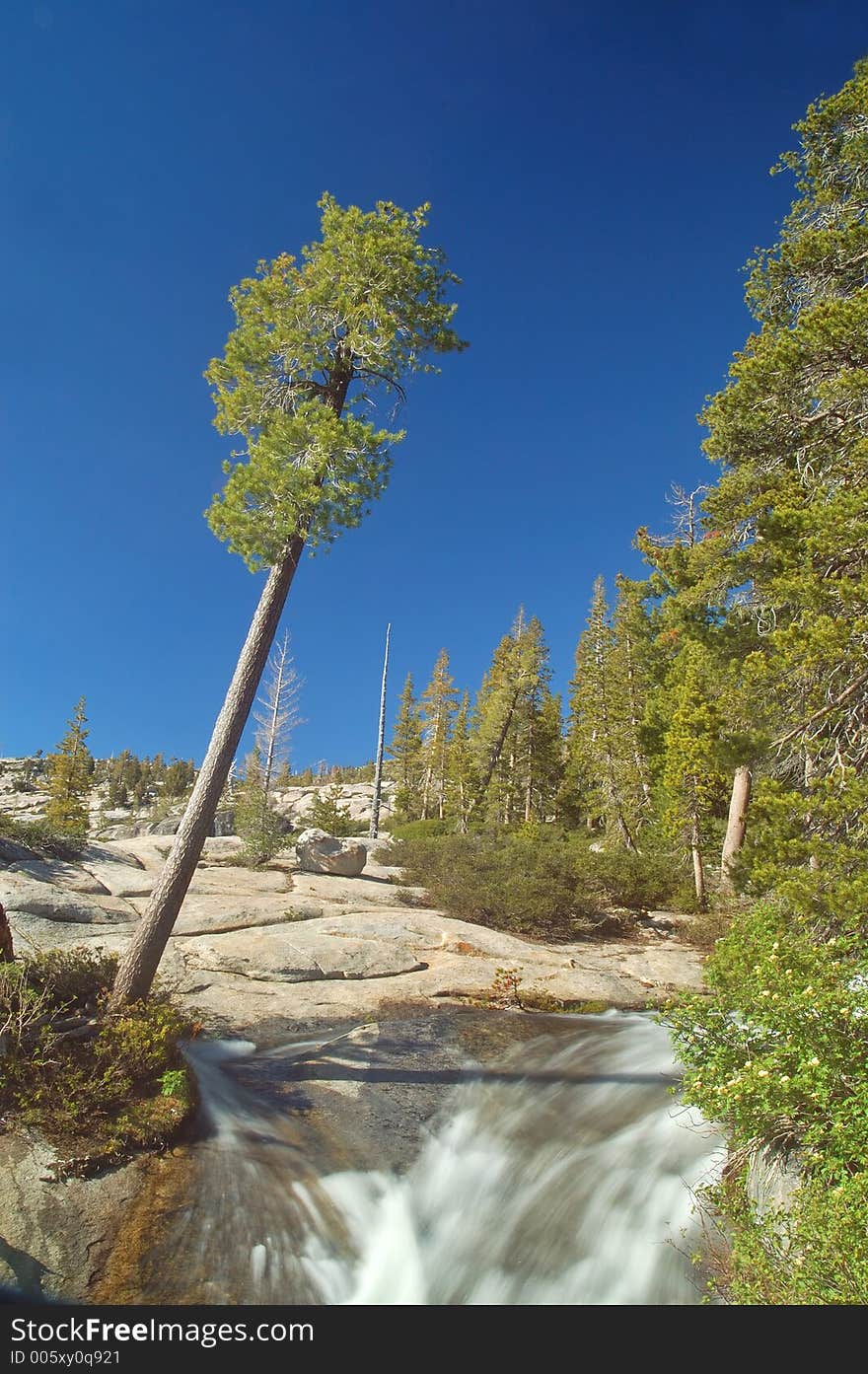 Mountain Forest In Spring