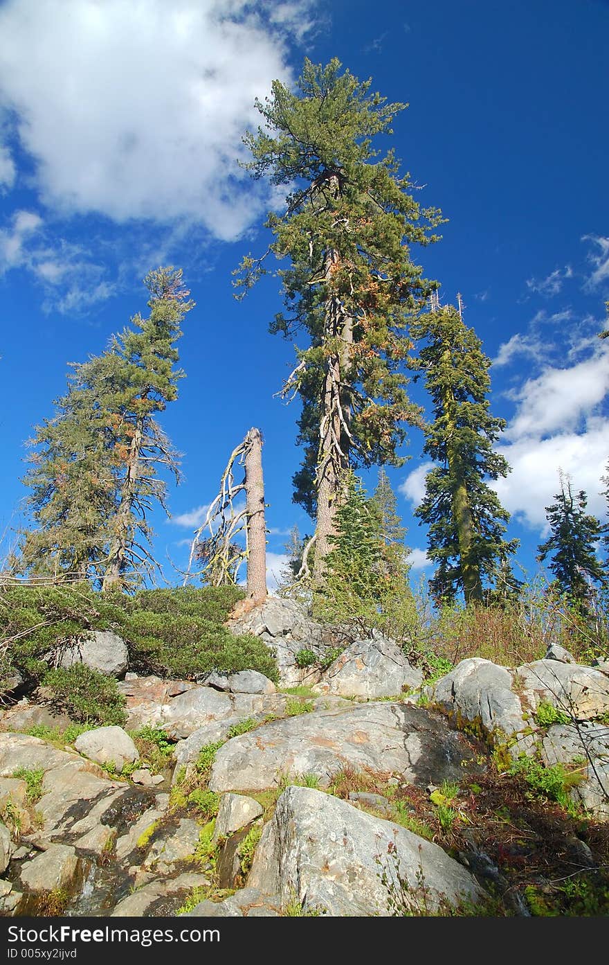 Mountain forest in spring