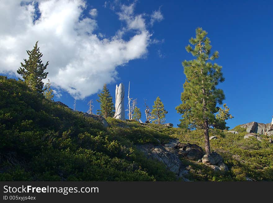 Mountain forest in spring