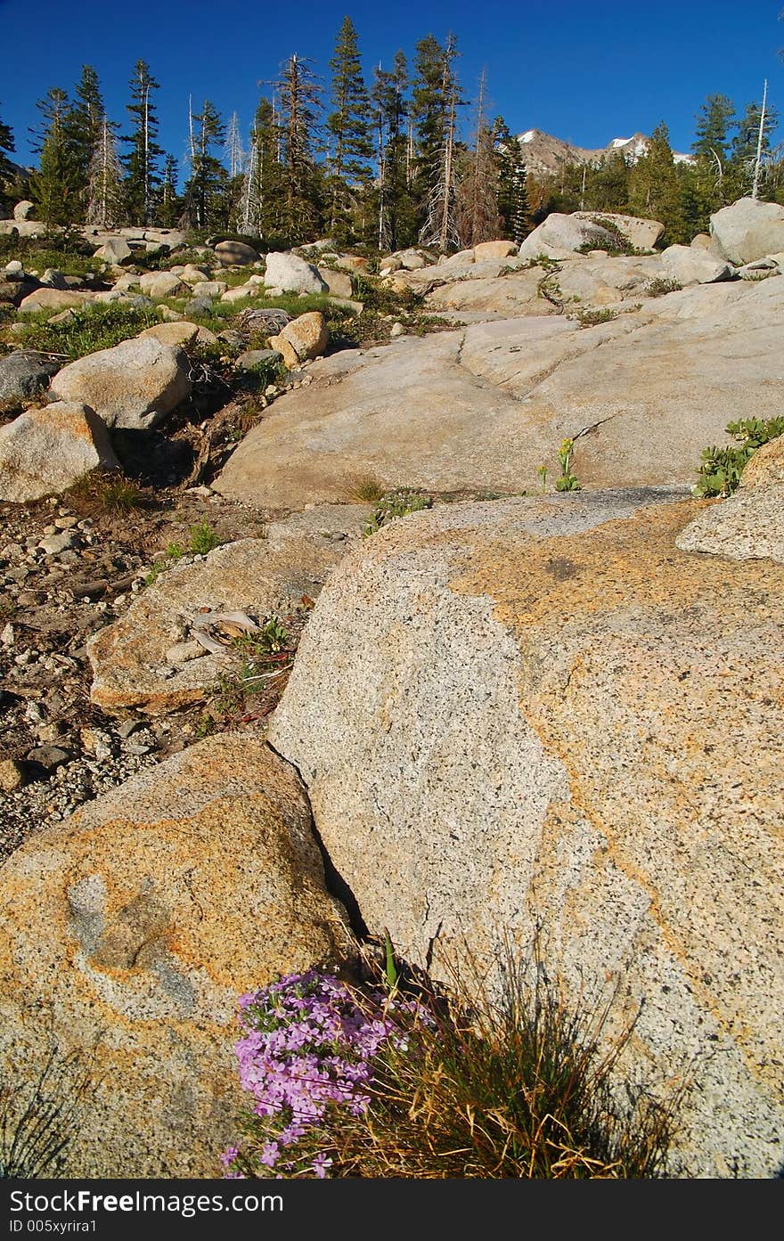 Mountain forest in spring