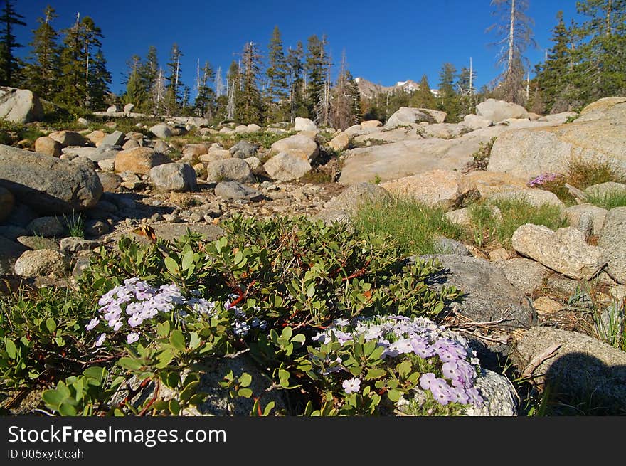 Mountain Forest In Spring