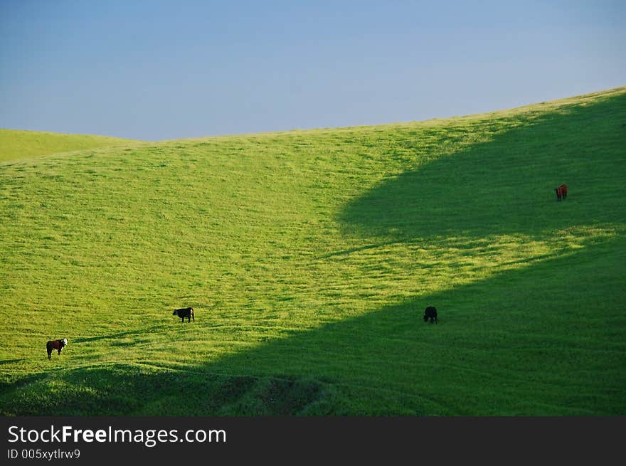 Agricultural Landscape