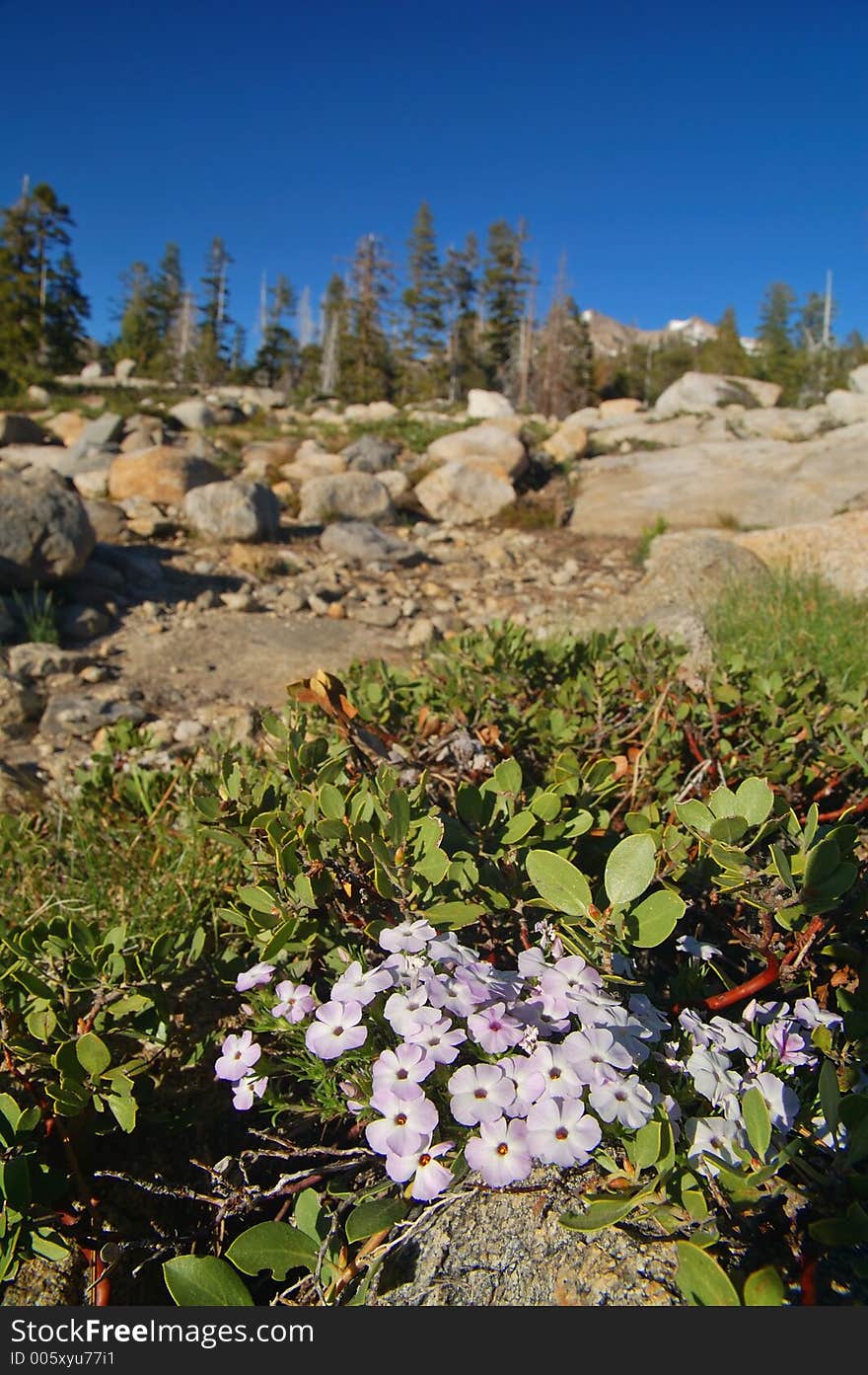 Mountain forest in spring