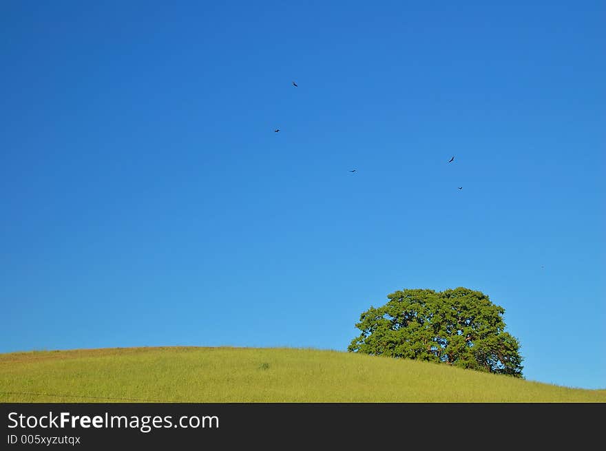 Verdant spring landscape