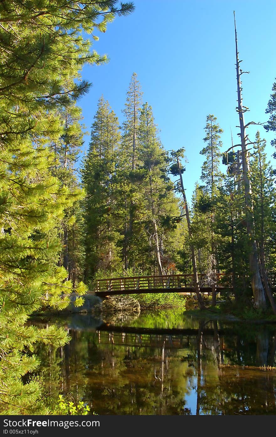 Mountain Forest In Spring