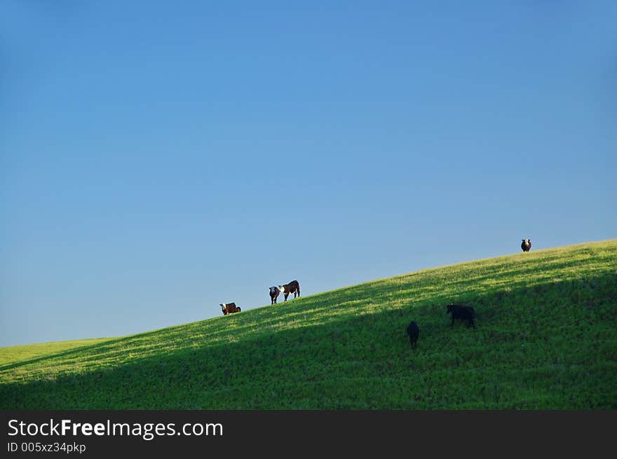 Cattle on the hillside