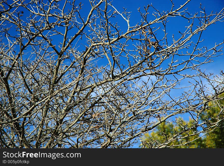 Naked Branches