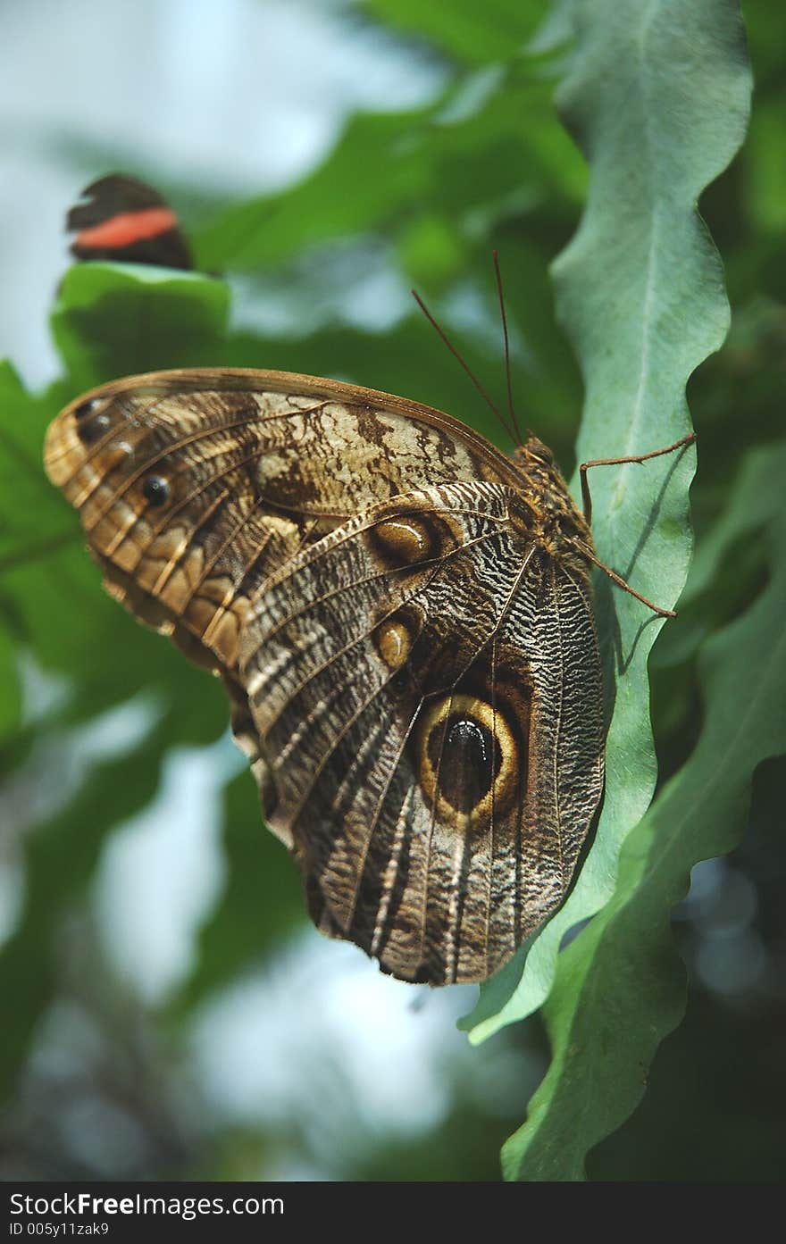 Owl Butterfly