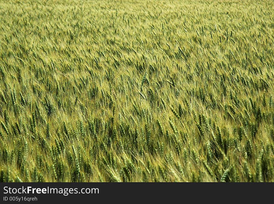 Wheat Field