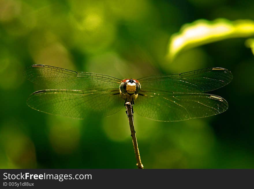 Dragonfly At Rest