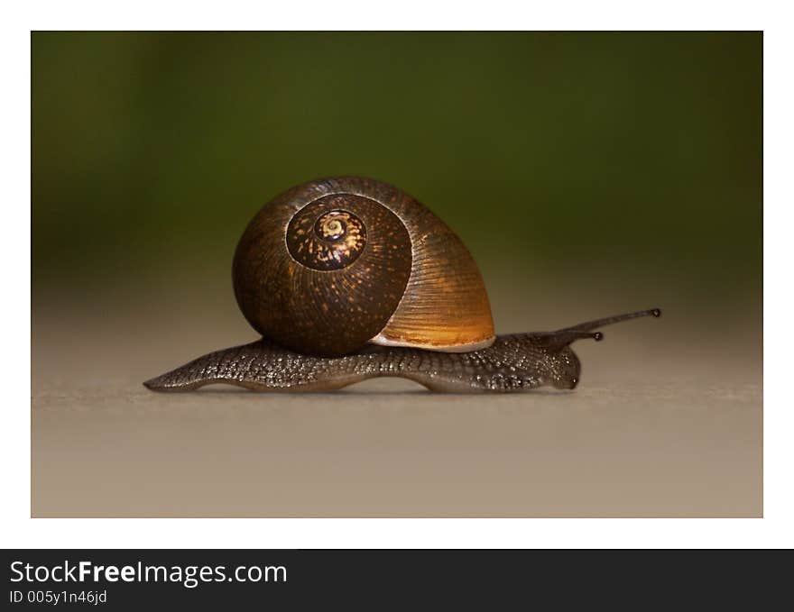 Lonely Snail