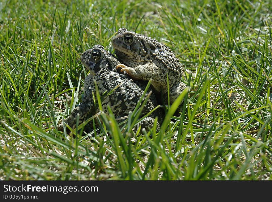 Common Frogs. Common Frogs