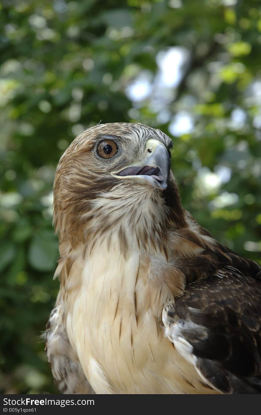 Swainson's Hawk. Swainson's Hawk