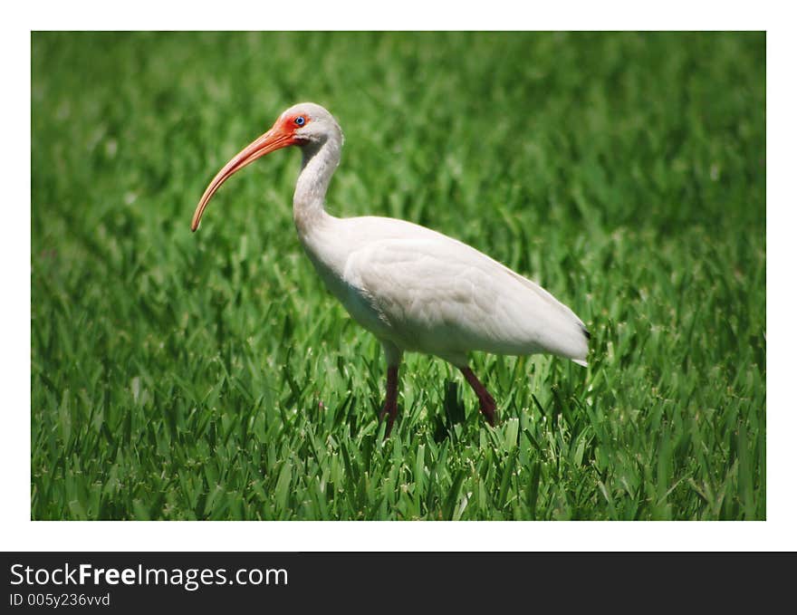 The Big and White Stork. The Big and White Stork