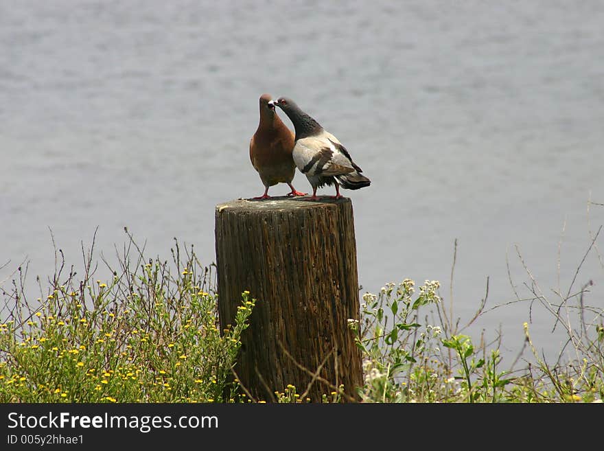 Two Pigeons getting frisky. Two Pigeons getting frisky